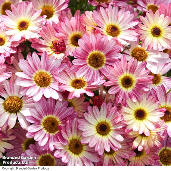 Argyranthemum 'Rose Red'