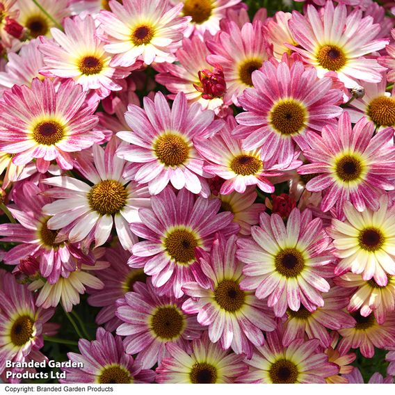 Argyranthemum 'Rose Red'