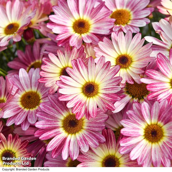 Argyranthemum 'Rose Red'