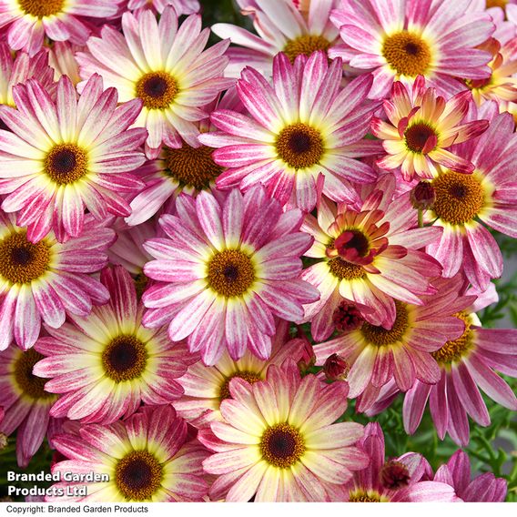 Argyranthemum 'Rose Red'