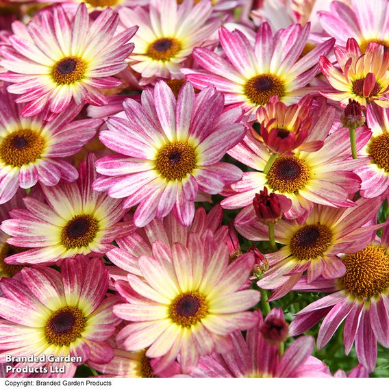 Argyranthemum 'Rose Red'