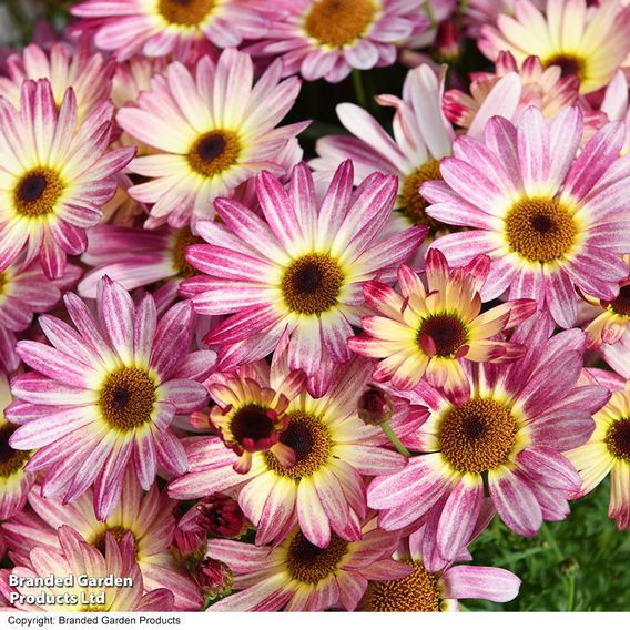 Argyranthemum 'Rose Red'