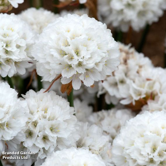 Armeria 'Dreameria Dream Clouds'