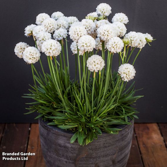 Armeria 'Dreameria Dream Clouds'