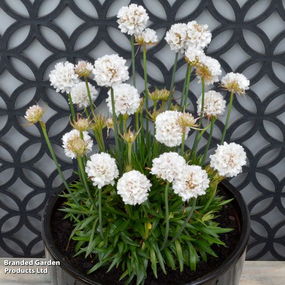 Armeria 'Dreameria Dream Clouds'