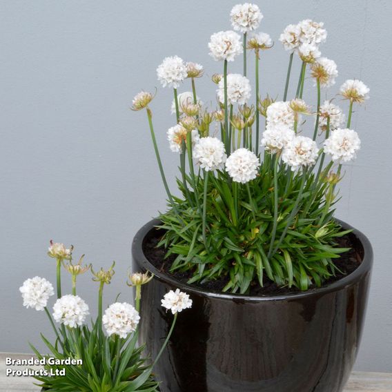 Armeria 'Dreameria Dream Clouds'