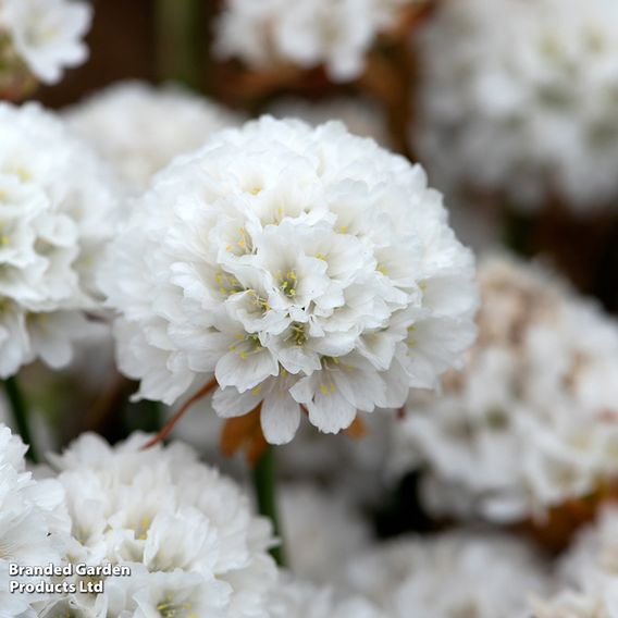 Armeria 'Dreameria Dream Clouds'