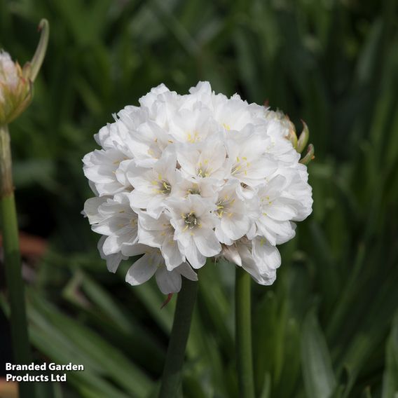 Armeria 'Dreameria Dream Clouds'