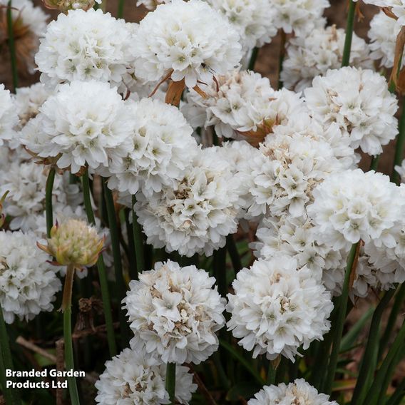 Armeria 'Dreameria Dream Clouds'