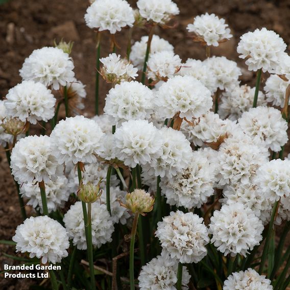 Armeria 'Dreameria Dream Clouds'