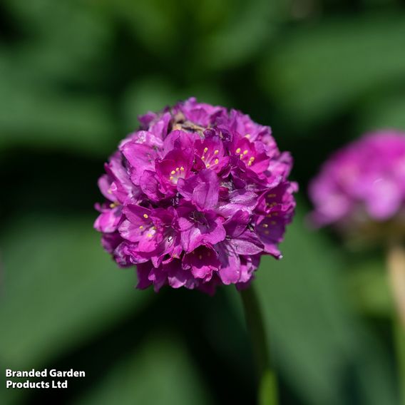 Armeria 'Dreameria Vivid Dreams'