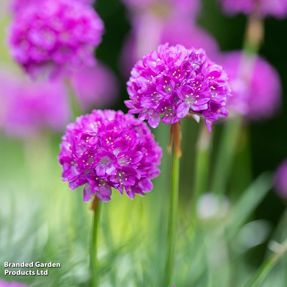 Armeria 'Dreameria Vivid Dreams'