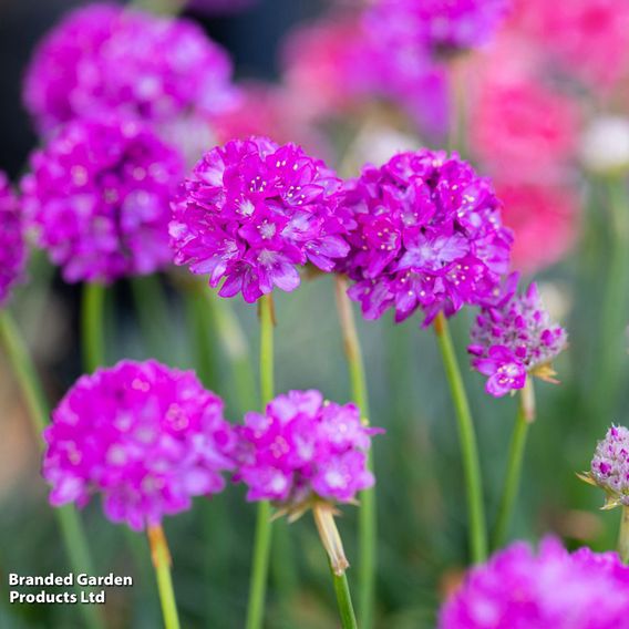 Armeria 'Dreameria Vivid Dreams'