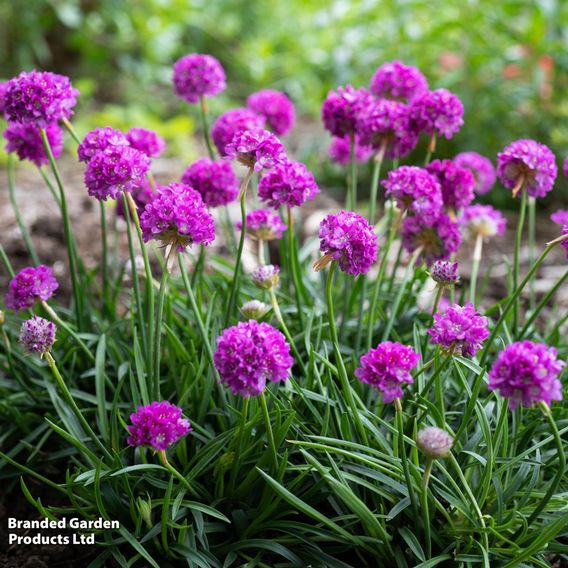 Armeria 'Dreameria Vivid Dreams'