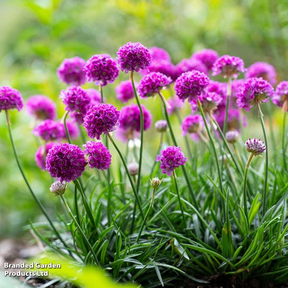 Armeria 'Dreameria Dreams Duo'