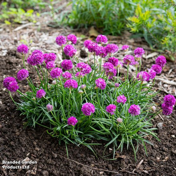 Armeria 'Dreameria Vivid Dreams'