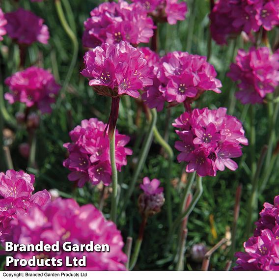 Armeria maritima 'Düsseldorfer Stolz'