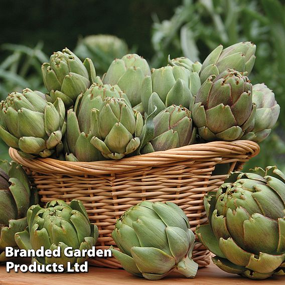 Globe Artichoke 'Green Globe Improved' F1 Hybrid