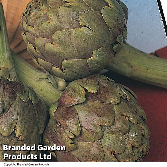 Globe Artichoke 'Green Globe Improved' F1 Hybrid