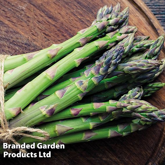 Asparagus 'Backlim'