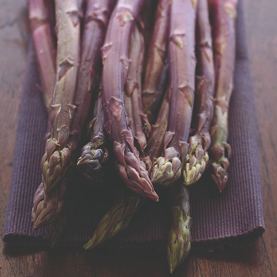 Asparagus 'Burgundine' (Spring Planting)