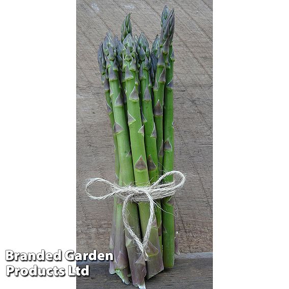 Asparagus 'Guelph Eclipse'