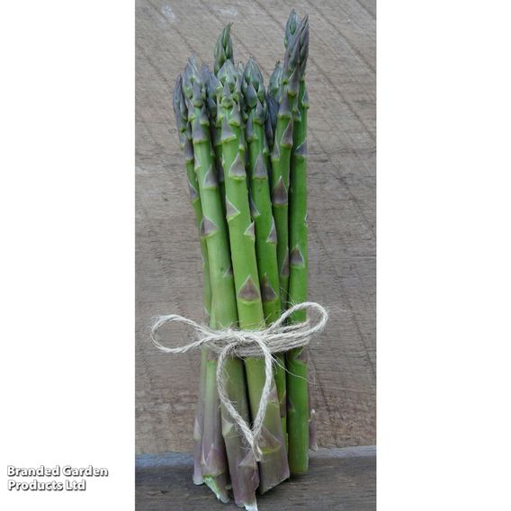 Asparagus 'Guelph Equinox'