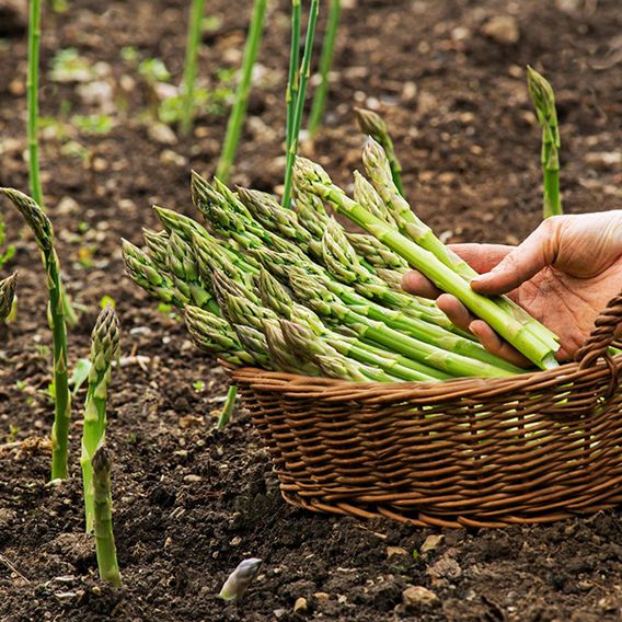 Asparagus officinalis 'Guelph Millennium' (Spring Planting)