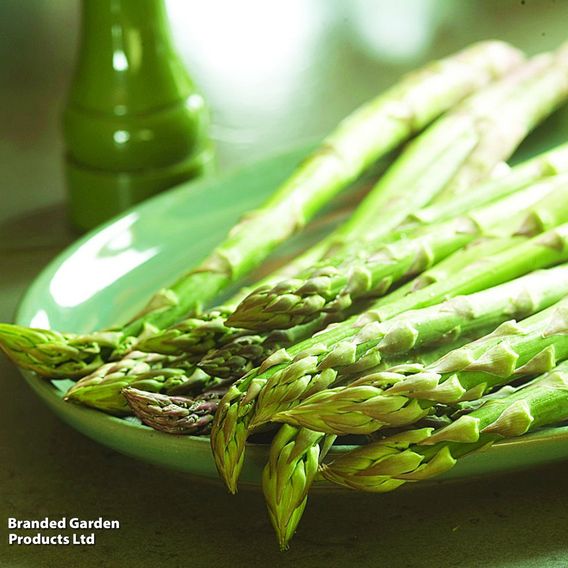 Asparagus officinalis 'Guelph Millennium' (Spring Planting)