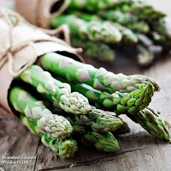 Asparagus 'Continuity Collection'