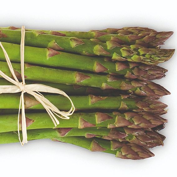 Asparagus 'Vittorio' (Spring Planting)