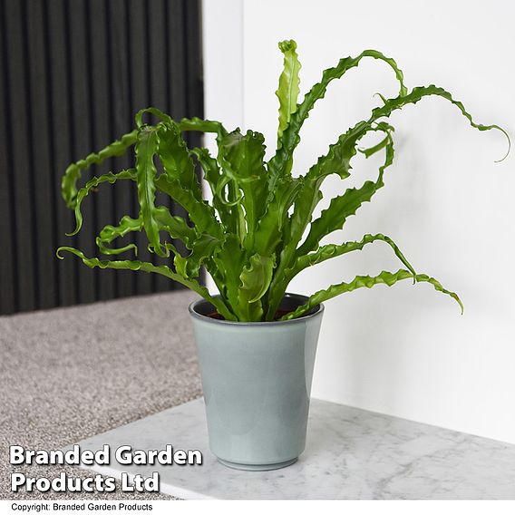 Asplenium antiquum 'Osaka'