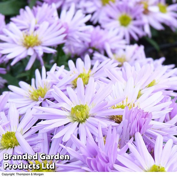 Aster novi-belgii 'Lady in Blue'