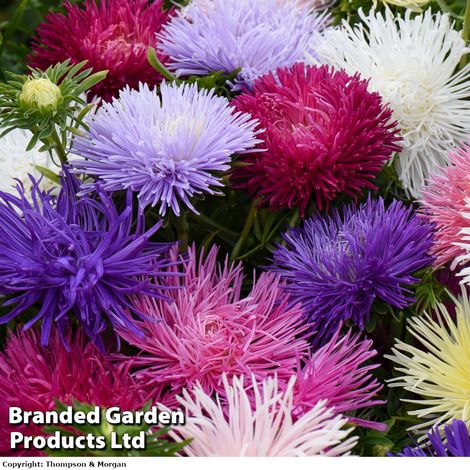 Aster 'Starlight Mixed'