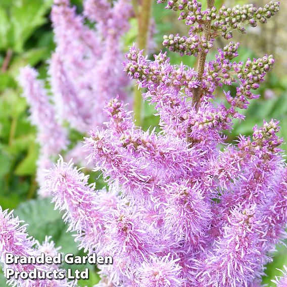 Astilbe chinensis