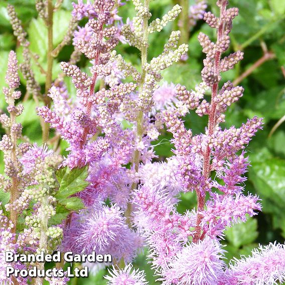 Astilbe chinensis