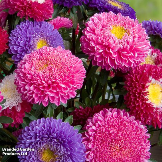 Aster 'Duchess Mixed Colours' - Seeds