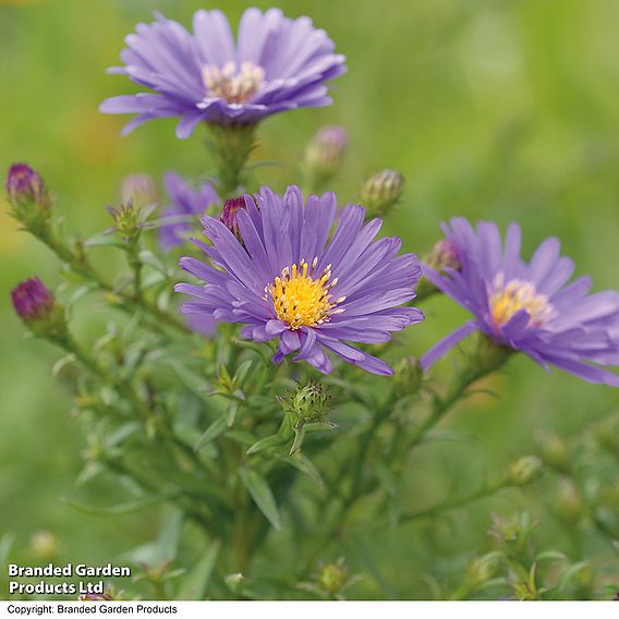 Aster novi-belgii 'Lady in Blue'