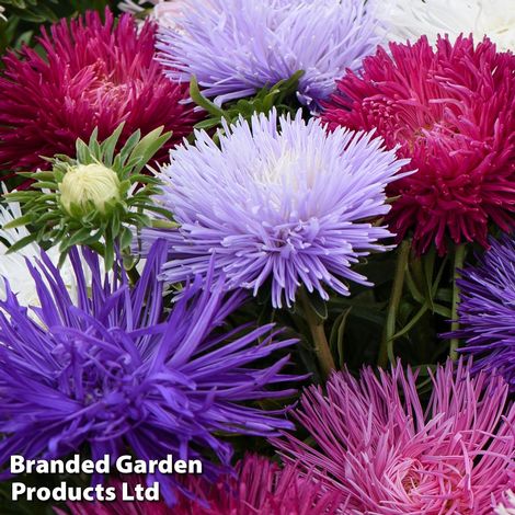 Aster 'Starlight Mixed'