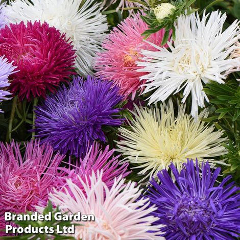 Aster 'Starlight Mixed'