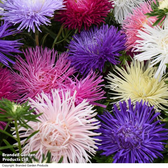 Aster 'Starlight Mixed'