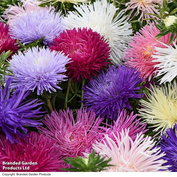 Aster 'Starlight Mixed'