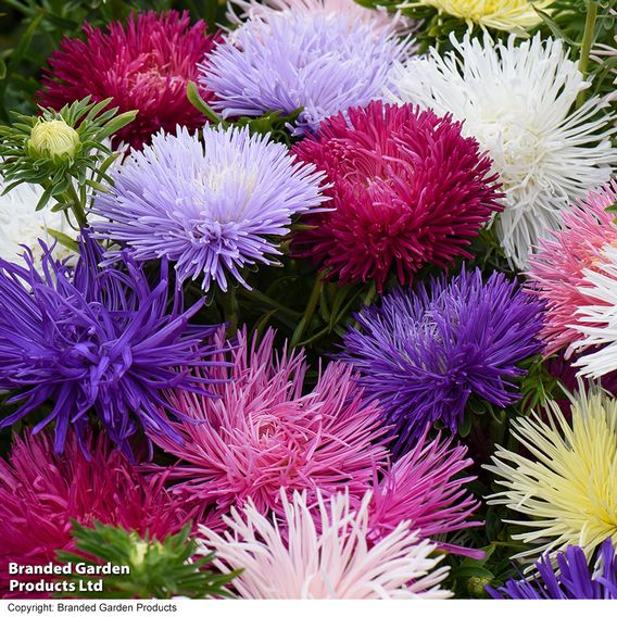 Aster 'Starlight Mixed'