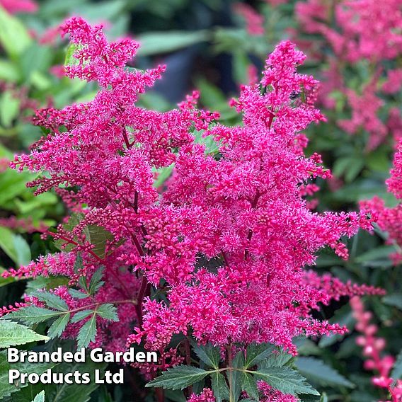 Astilbe 'Astary Rose'