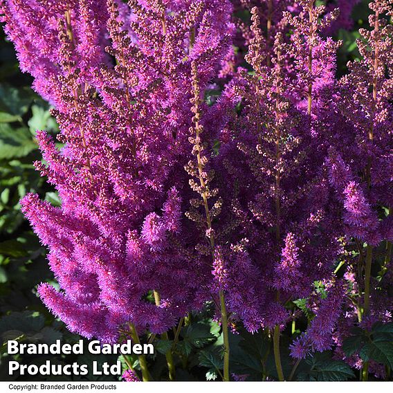 Astilbe chinensis 'Black Pearls'