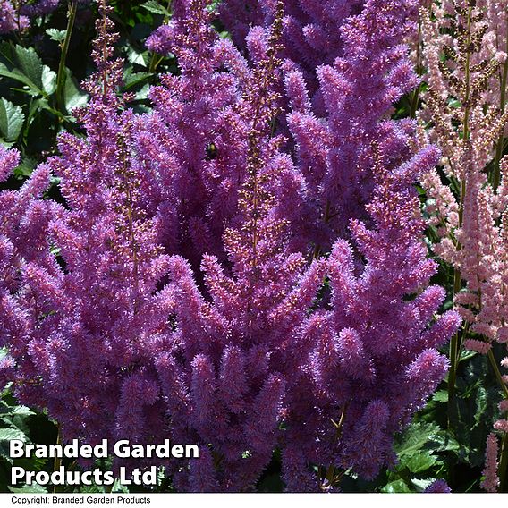 Astilbe chinensis 'Black Pearls'