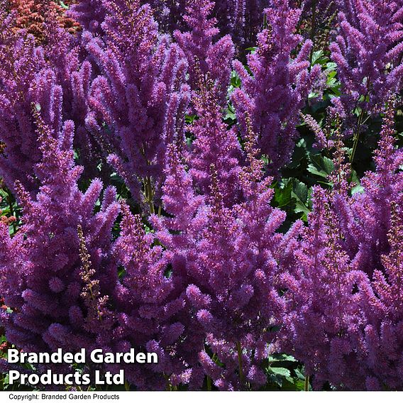 Astilbe chinensis 'Black Pearls'