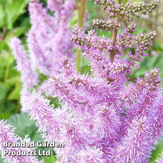 Nurserymans Choice Astilbe