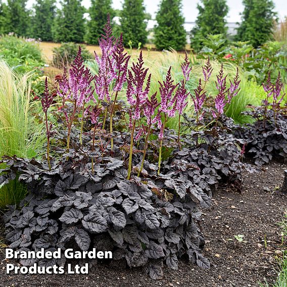 Astilbe 'Dark Side of the Moon'