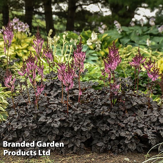 Astilbe 'Dark Side of the Moon'